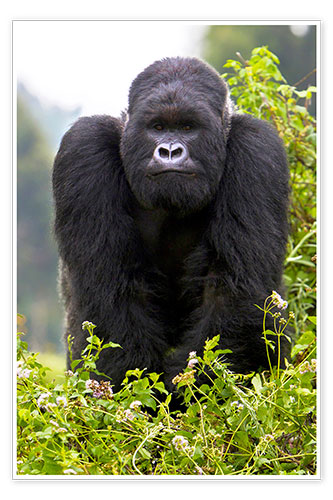 Poster Mountain Gorilla