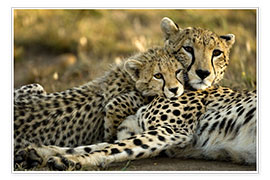 Poster  Cheetah cub with mother - Joe &amp; Mary Ann McDonald
