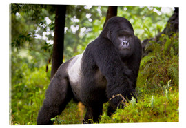Acrylic print  Mountain gorilla on a foray - Ralph H. Bendjebar
