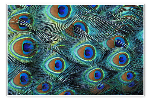 Poster Iridescent feathers of a peacock