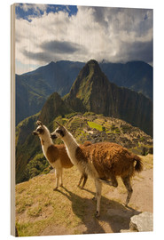 Wood print  Llamas at Machu Picchu - Howie Garber