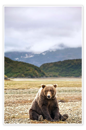 Poster Grizzly Bear is resting in front of Kinak Bay