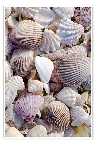 Poster Shells on the beach