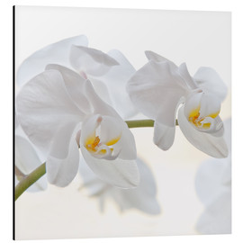 Aluminium print  White Orchid - Heidi Bollich
