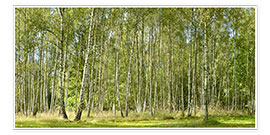 Poster Beautiful birch forest