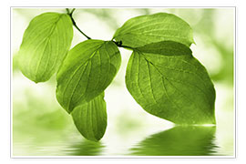 Poster  Green leaves - Atteloi