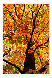 Poster Autumn Tree