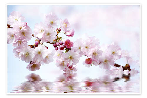 Poster Cherry blossoms