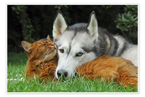 Poster Somali cat and Siberian Husky cuddle up together