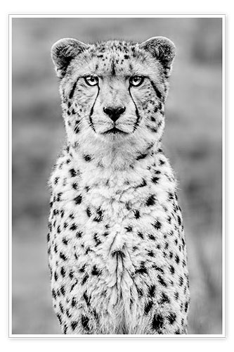 Poster cheetah