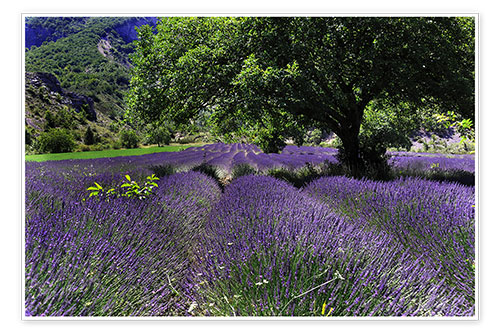 Poster Lavender field with tree