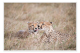 Poster  cuddling cheetahs - Ingo Gerlach