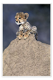 Poster  Cheetah baby on a stone - Theo Allofs