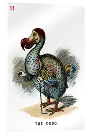 Acrylic print  The dodo - John Tenniel