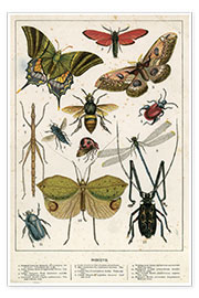 Poster  Insects - English School