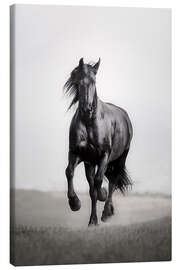 Canvas print  Horse Friesian in the steppe - Monika Leirich