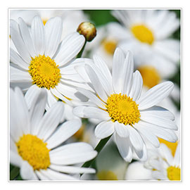 Poster Daisies (detail)