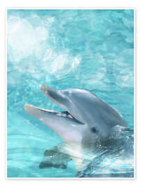Poster Dolphin - Humor
