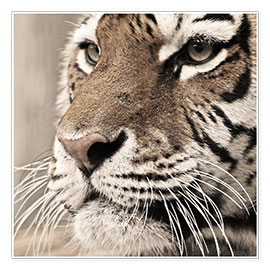 Poster Tigerportrait