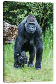 Canvas print  Mama Gorilla with Baby Gorilla - Ingo Gerlach