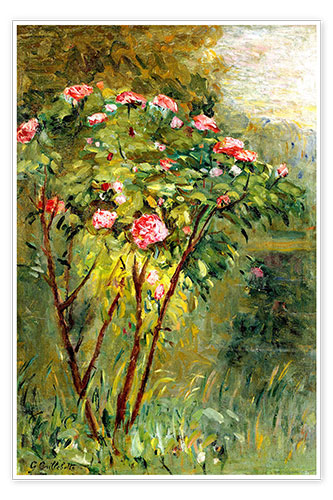 Poster The rose bush