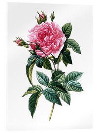 Acrylic print  Rosa Gallica Regalis - Pierre Joseph Redouté