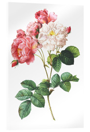 Acrylic print  Rosa Damascena - Pierre Joseph Redouté