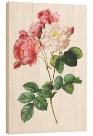 Wood print  Rosa Damascena - Pierre Joseph Redouté