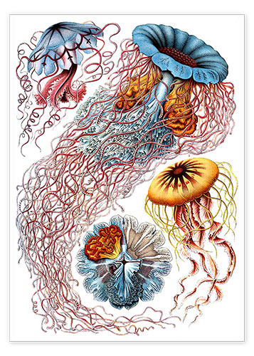 Poster Semaeostomids, Discomedusae (Art Forms in Nature, 1899)