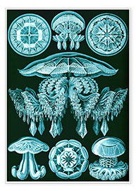 Poster  Discomedusae 88 - Ernst Haeckel