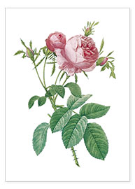 Poster Rosa centifolia