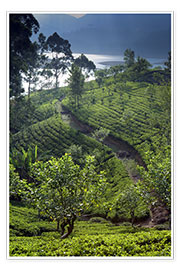 Poster  Tea plantation and lake, Sri Lanka - Paul Kennedy