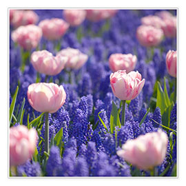Poster meadow of tulips