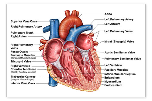 Poster Anatomy of heart interior, frontal section