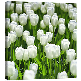 Canvas print  Meadow of tulips - pixelliebe