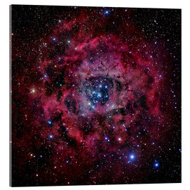 Acrylic print  The Rosette Nebula - Robert Gendler