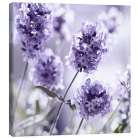 Canvas print  Lavender - Atteloi