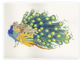 Poster  Peacock - Haruyo Morita