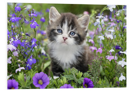 Foam board print  Kitten in Flower Garden - Greg Cuddiford