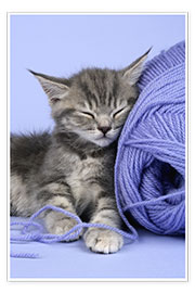 Poster  Grey kitten sleeping on wool - Greg Cuddiford