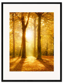 Framed art print  Golden autumn forest in sunlight - Jan Christopher Becke