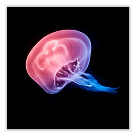 Poster  Jellyfish - Michael Haußmann