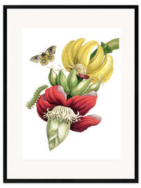 Framed art print  Flowering Banana and Automeris - Maria Sibylla Merian