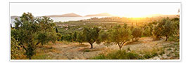 Poster Olive grove at sunrise