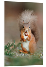 Foam board print  Red squirrel eating a hazel nut - Duncan Shaw