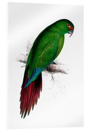 Acrylic print  Long billed Parakeet Macaw - Edward Lear