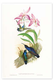 Poster  Campylopterus Delattrei - John Gould