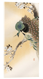 Acrylic print  A peacock in a cherry tree crown - Ohara Koson