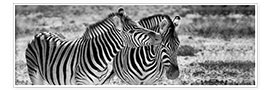 Poster Zebras