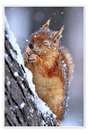 Poster  Red squirrel in winter - Ervin Kobakçi